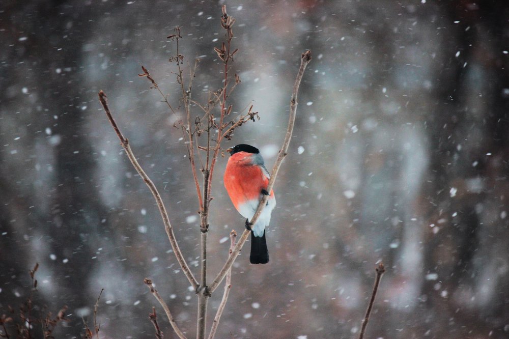 Photograph by Головина Ольга