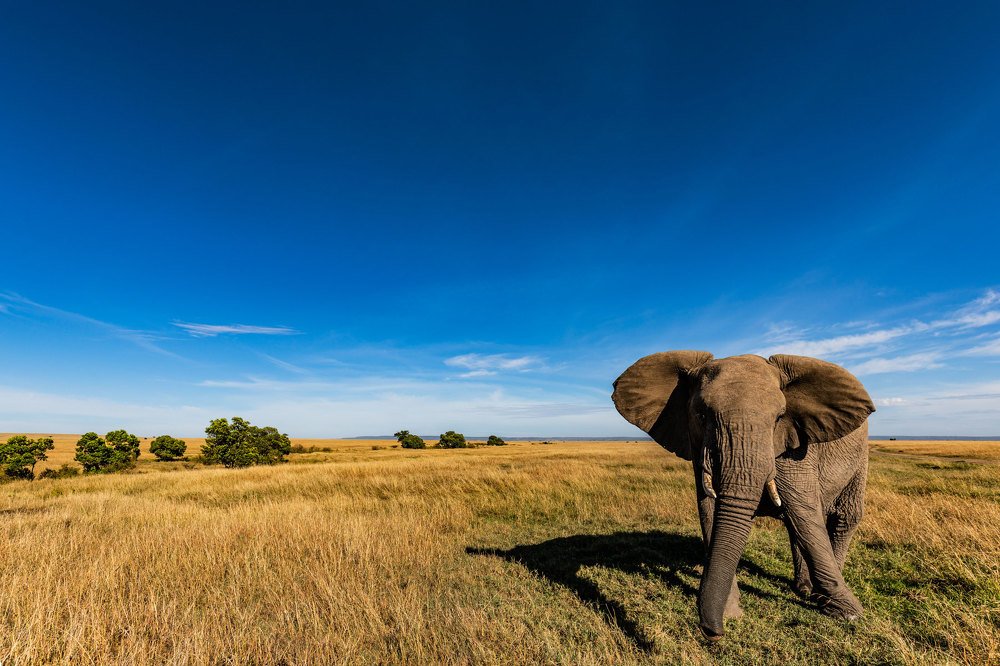 Фотография автора Ashok Behera