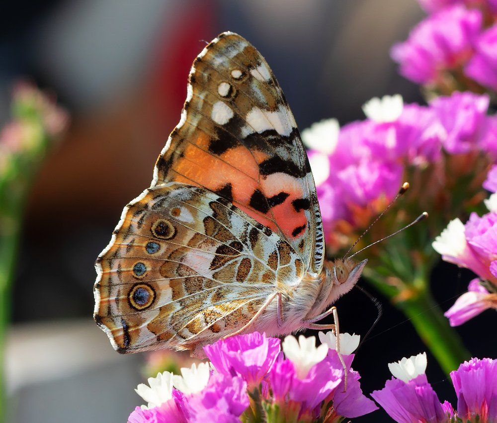 Painted Lady Butterfly.