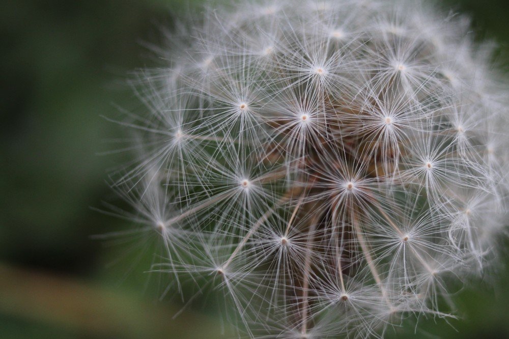 Dandelion