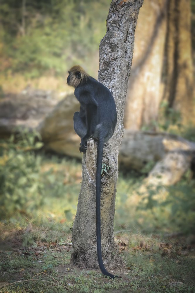 Фотография автора Anil Prabhakar