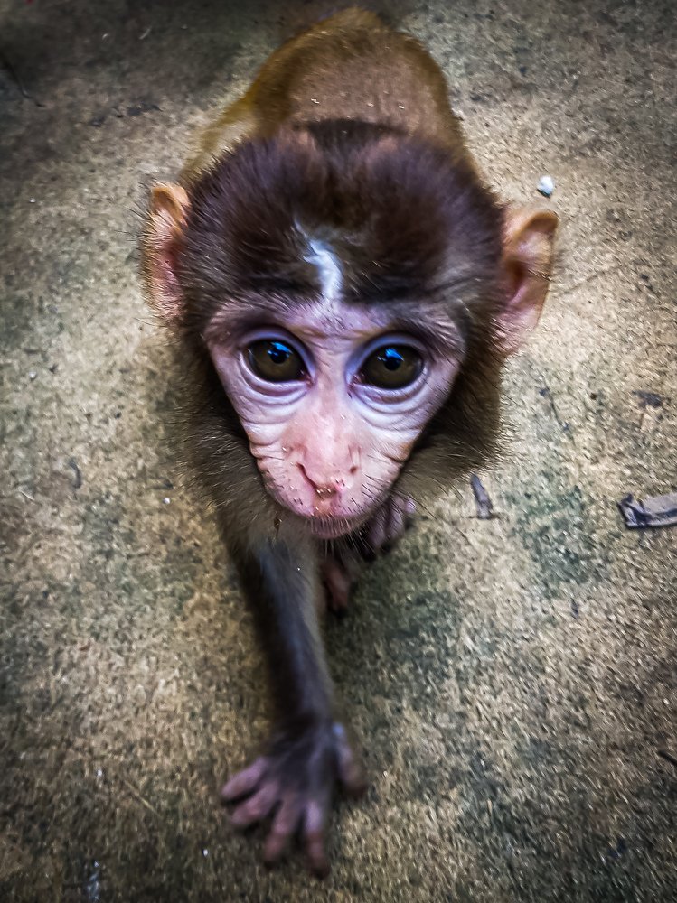A monkey looking for foods.