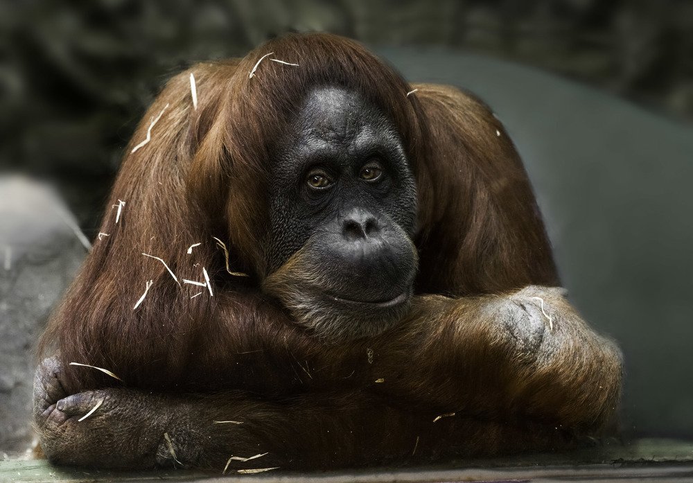 Photograph by Анна Вигера