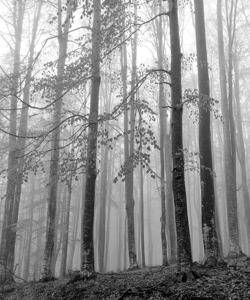 Фотография автора Marius Forgaciu