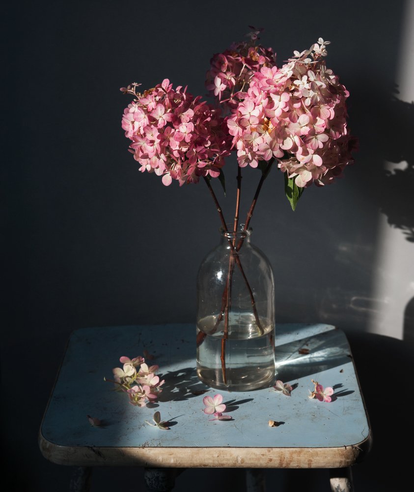 Фотография автора Елена Хазина