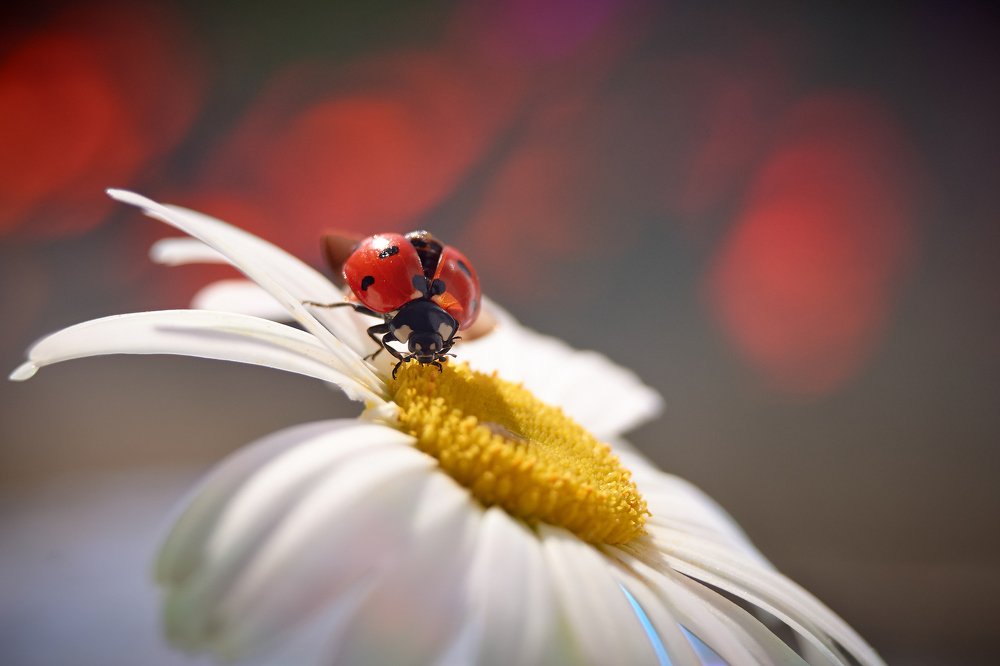 Photograph by Юлия Хаванова