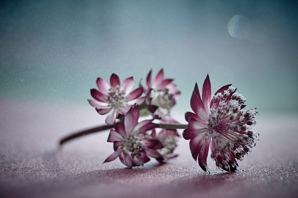 Photograph by Юлия Хаванова