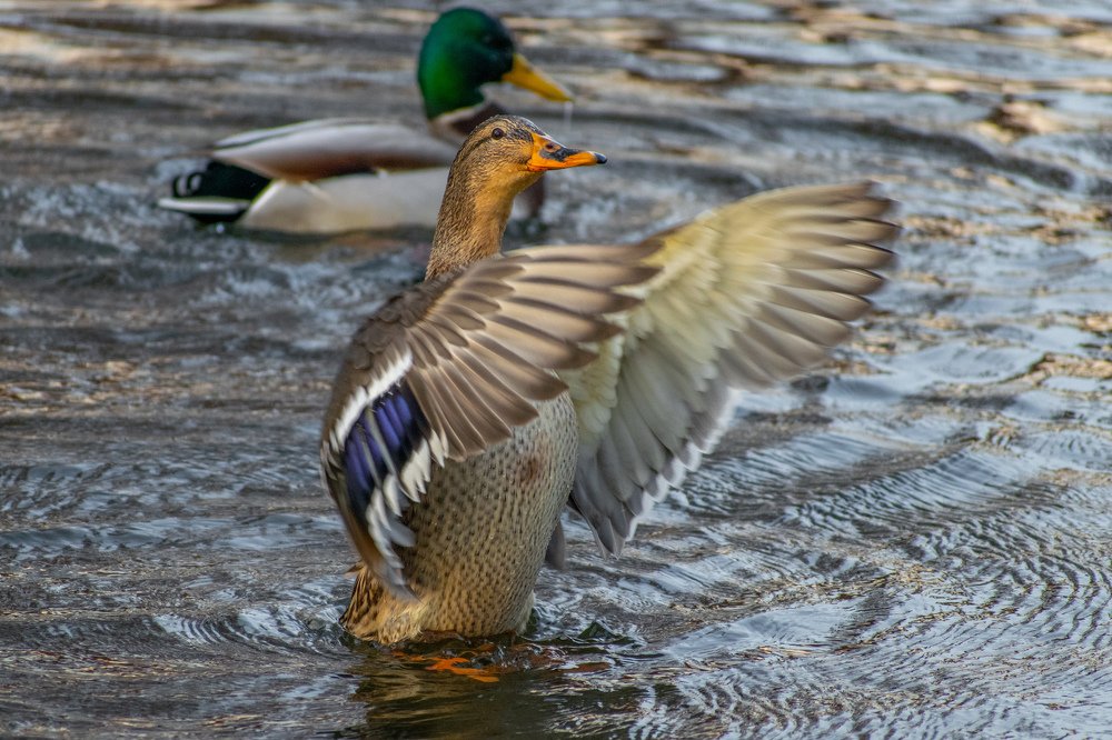 Photograph by Cosma Laura