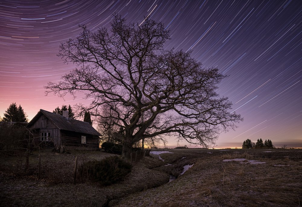 Old oak tree under a starry night.