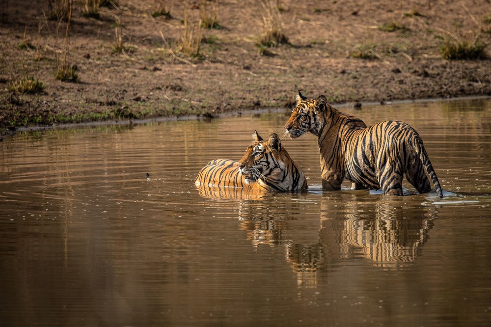 Фотография автора Ashok Behera