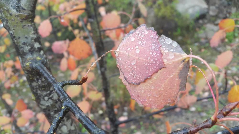 Осенняя нежность