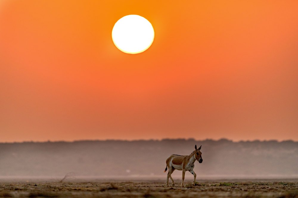 Фотография автора Ashok Behera