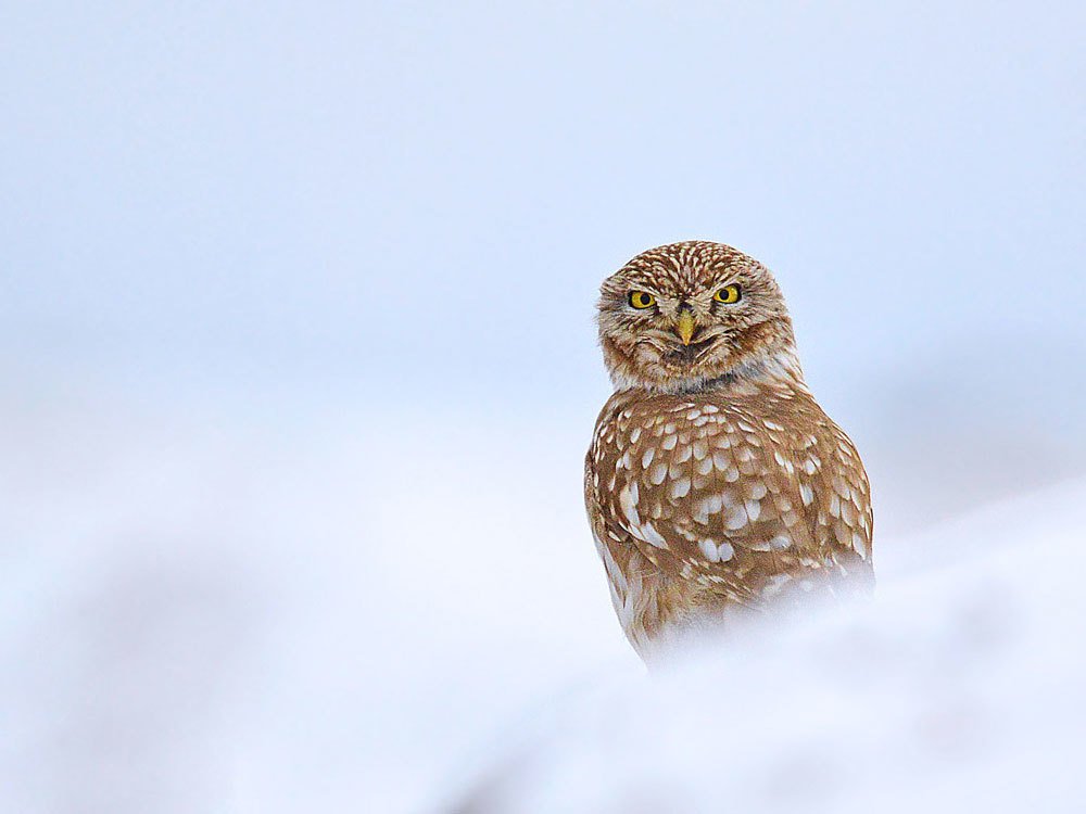 Standing in the snow