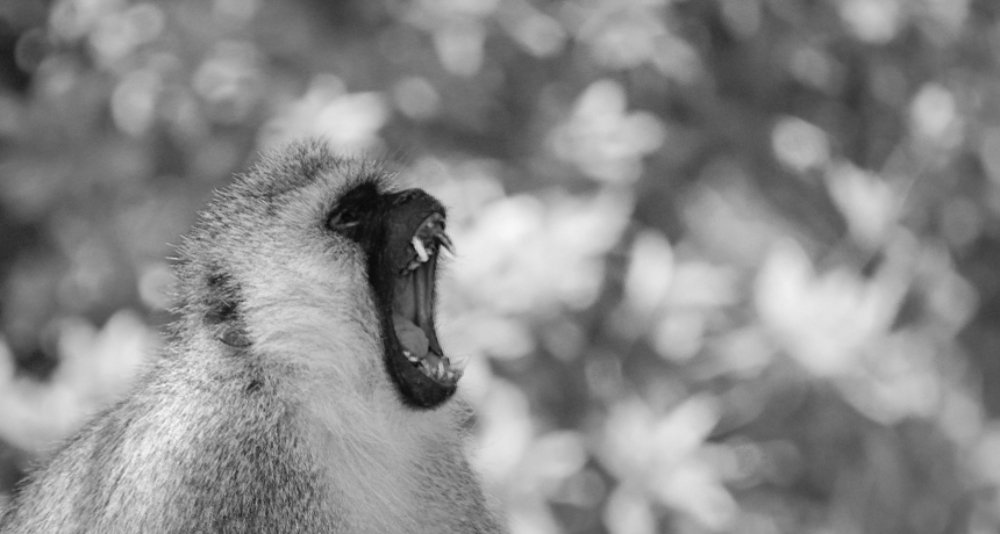 Фотография автора abhilash a k