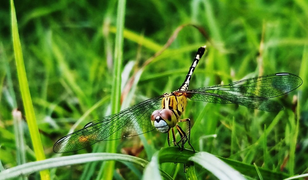 Photograph by Jyothirmai