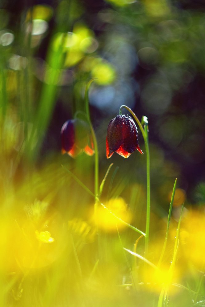 В Зазеркалье.