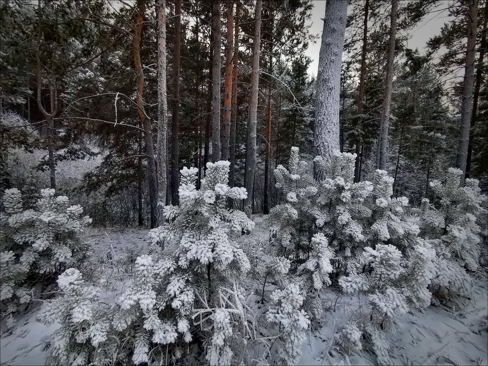 Photograph by Александр Леснянский