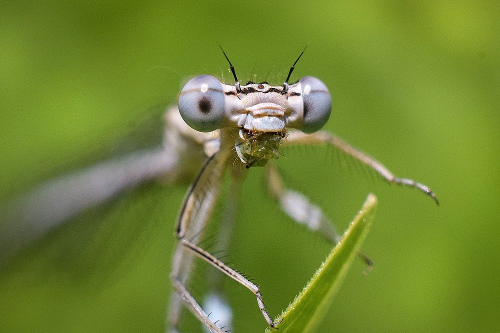Только попробуй отобрать мой завтрак!