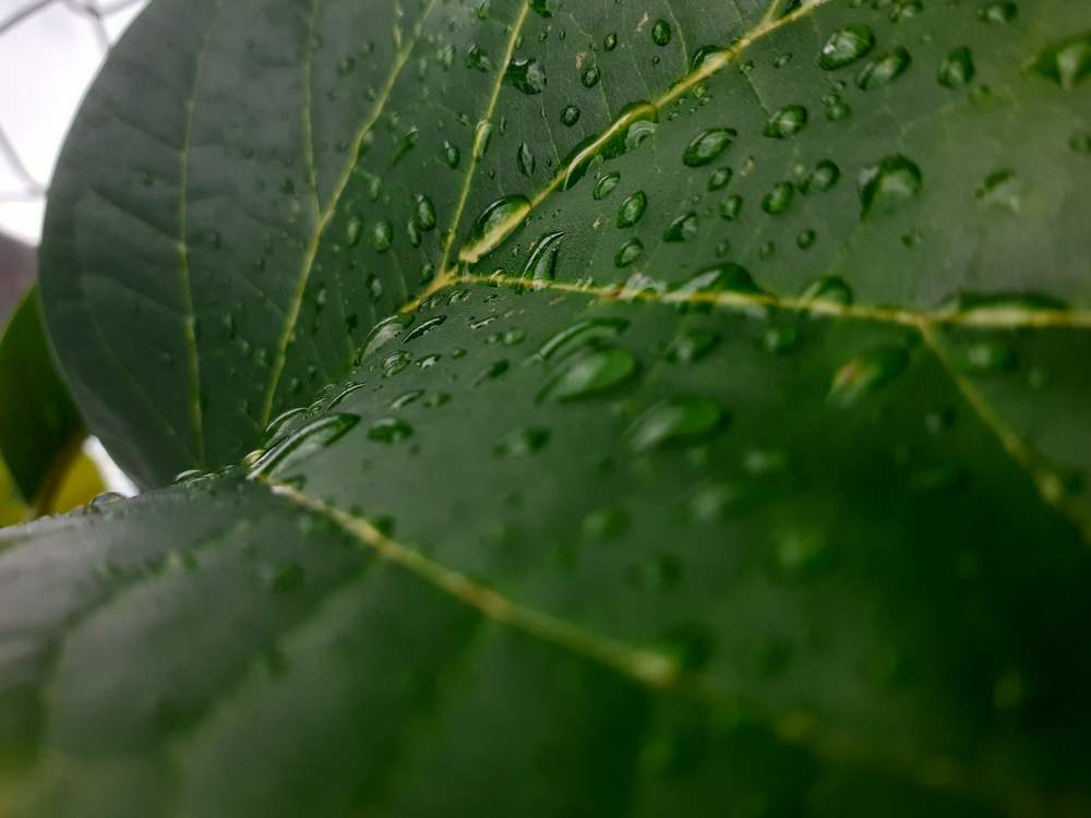 Dew drops