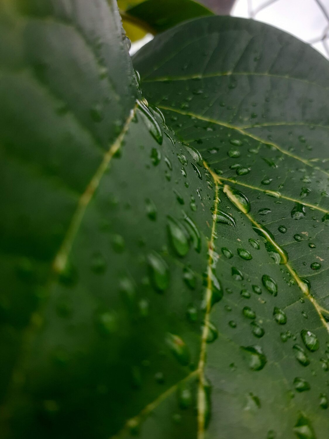 Dew drops