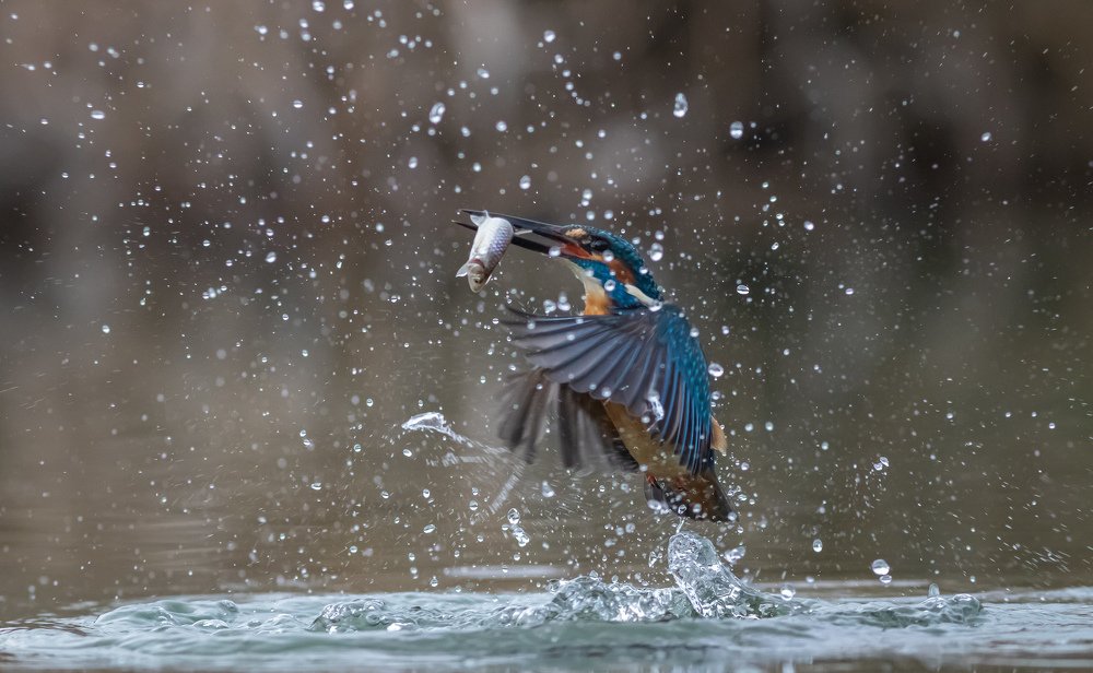 Photograph by Erika Katics