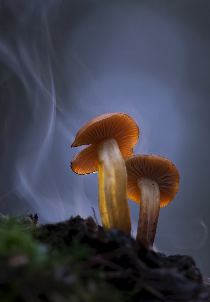 Photograph by Людмила Гудина