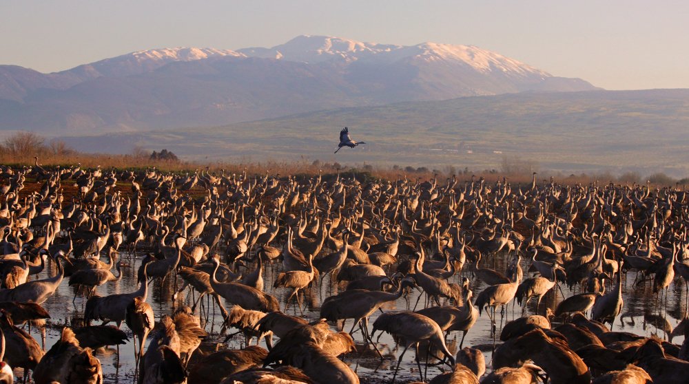 Cranes. Rest before a long journey.