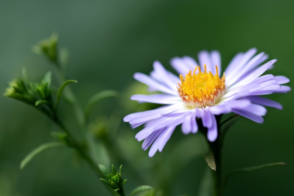 Цвет настроения - сиреневый