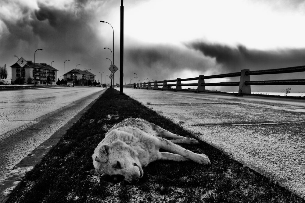 Photograph by Rafael Cheuquelaf