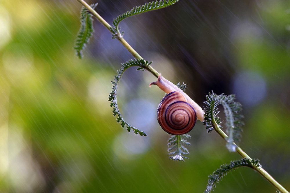Только вверх, только вперед...