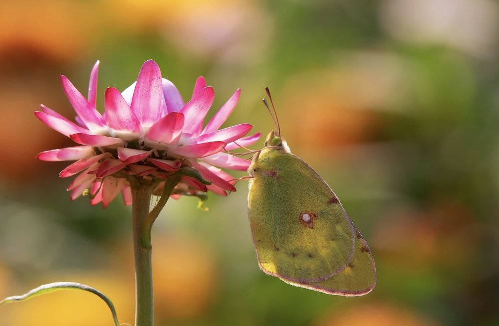 Orient Lemon Emigrant