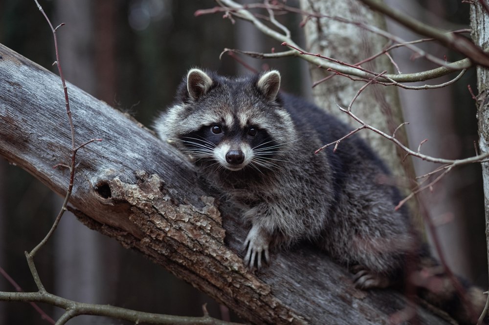 Photograph by Ирина Зайцева