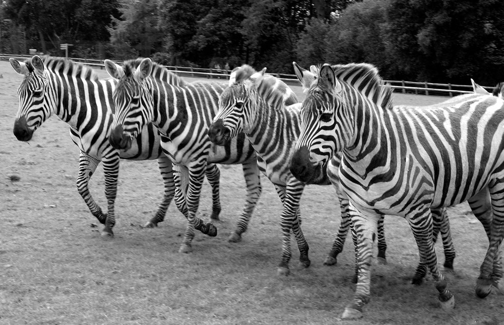 Фотография автора Ольга Завадилика