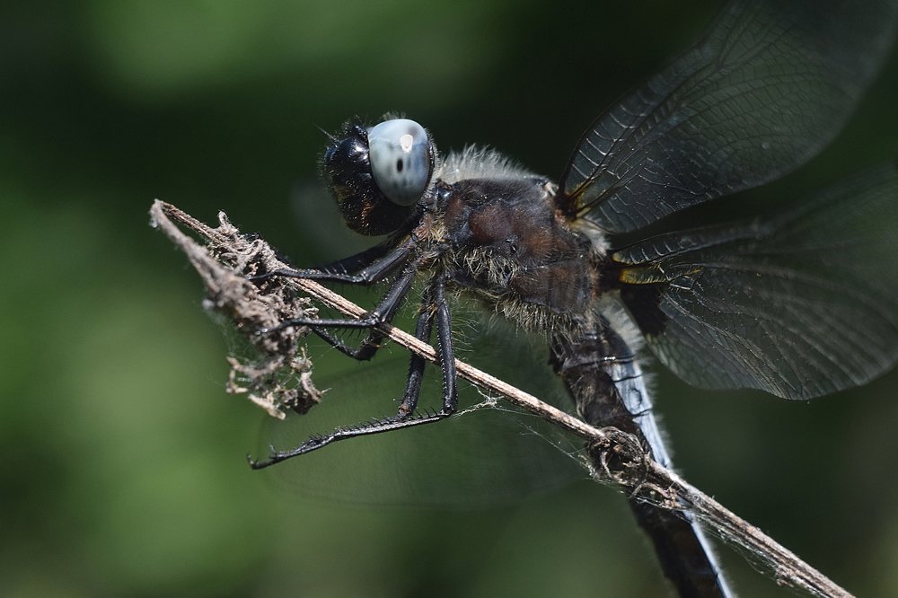 Стрекоза Libellula fulva (male).