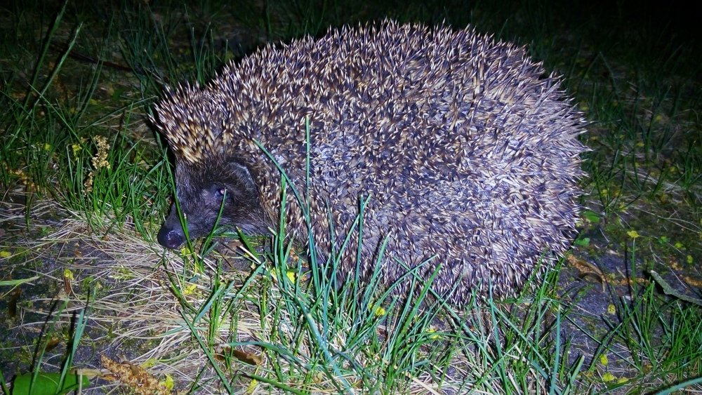 Photograph by Михалевич Машка