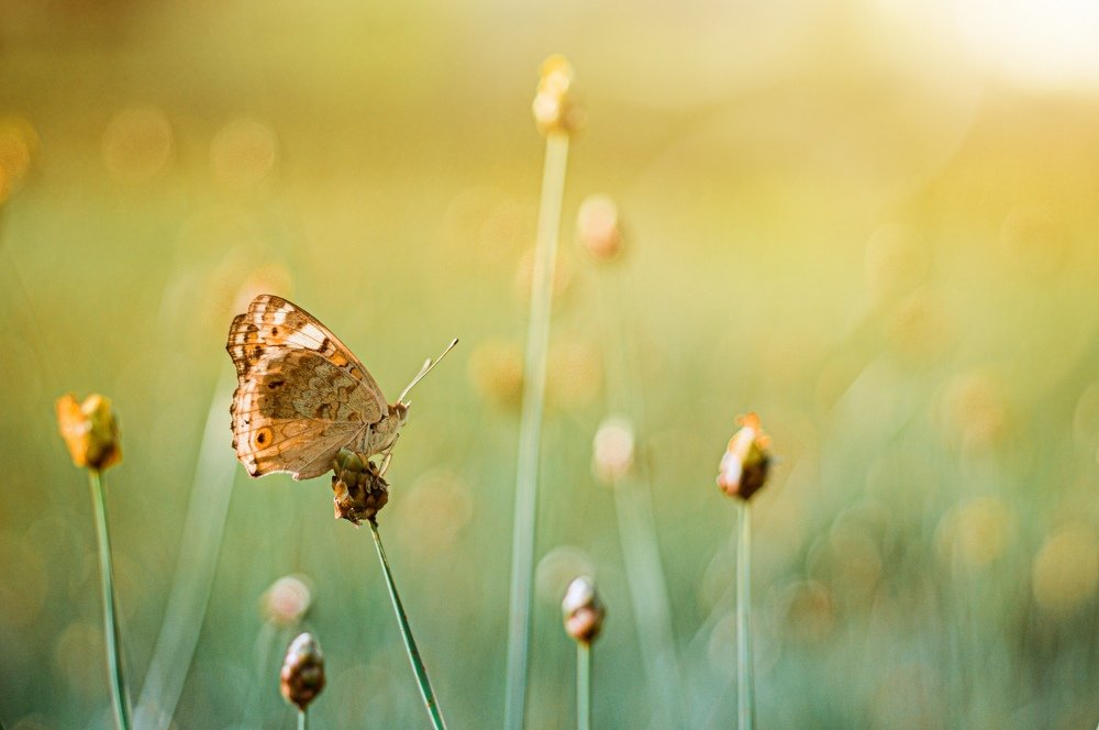 Photograph by  Wardy Younk