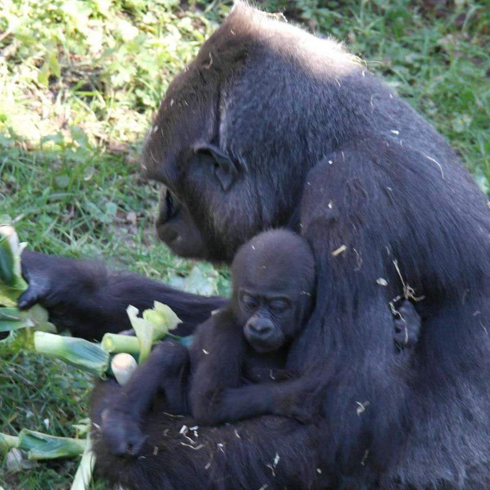 Photograph by Antonio Perestrelo