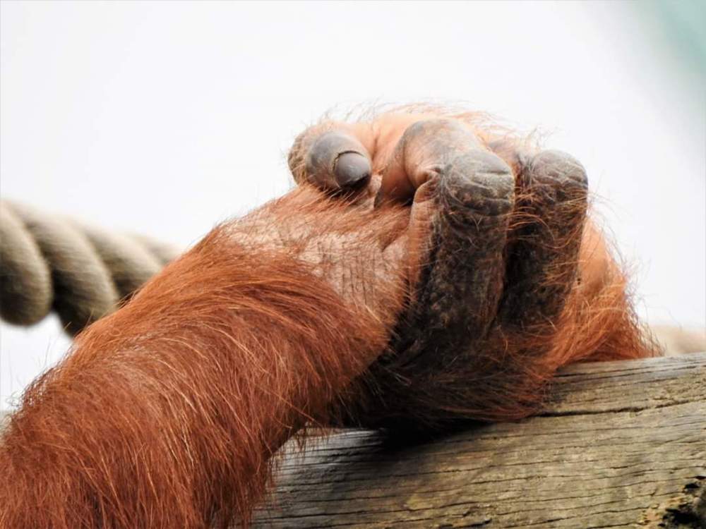 Photograph by Antonio Perestrelo