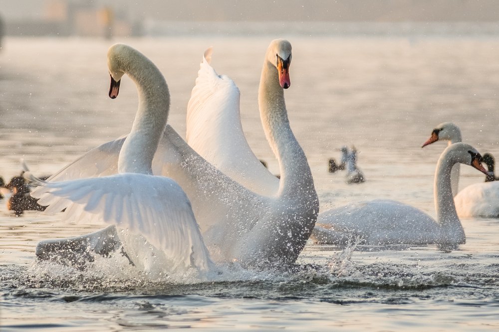 Photograph by Inna Bystrakova