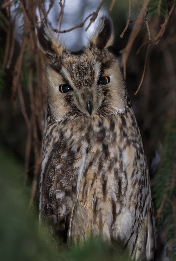 Ушастая сова (Asio otus)