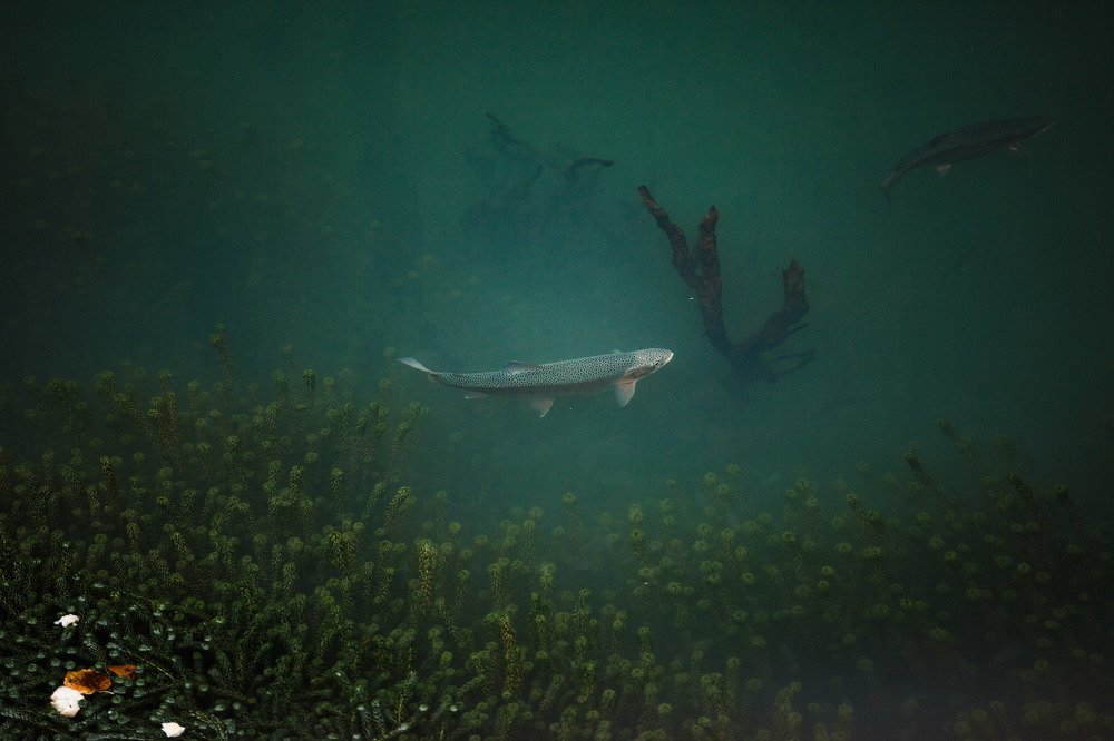 Photograph by Араик Аведикян