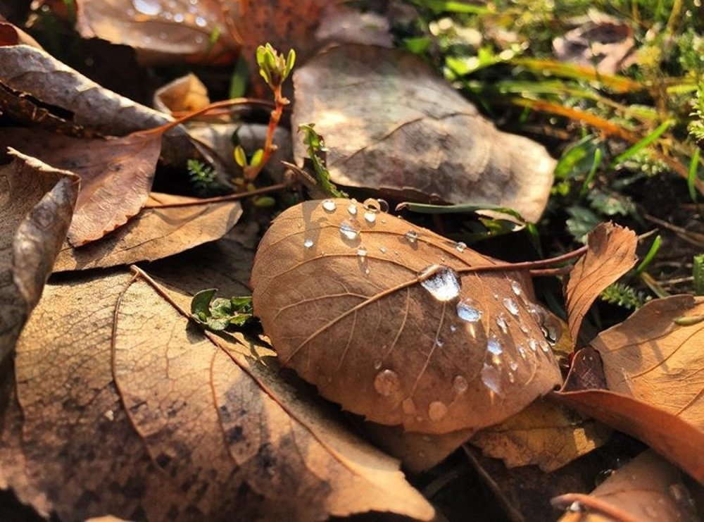 Photograph by Гульчачак Касымова