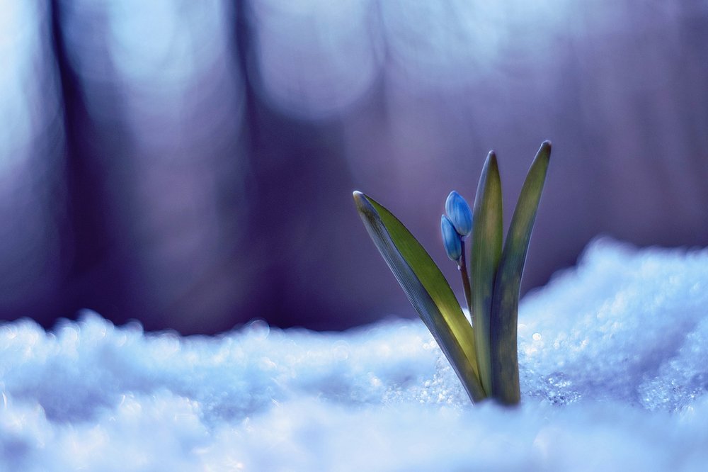Сквозь холод и снег пробивается вверх цветок надежды на светлое будущее...