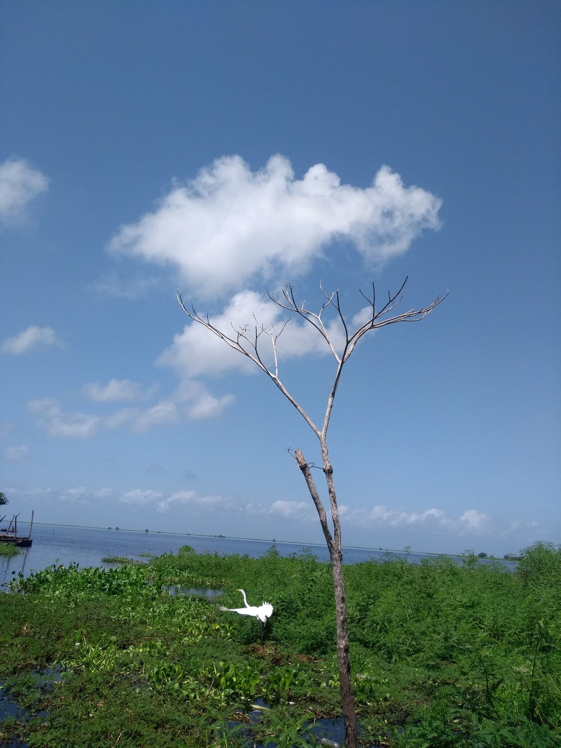 Árbol de nubes