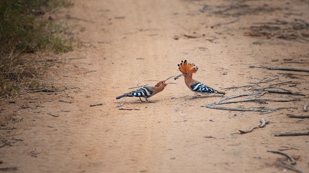 Удод (upupa epops )