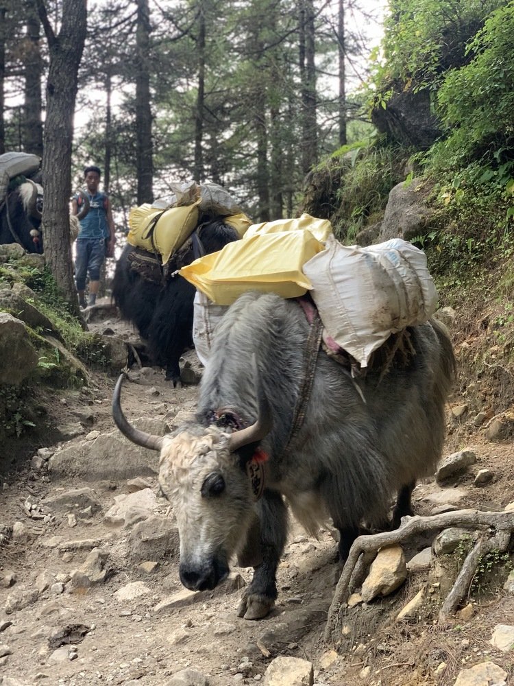 Himalayan Transportation