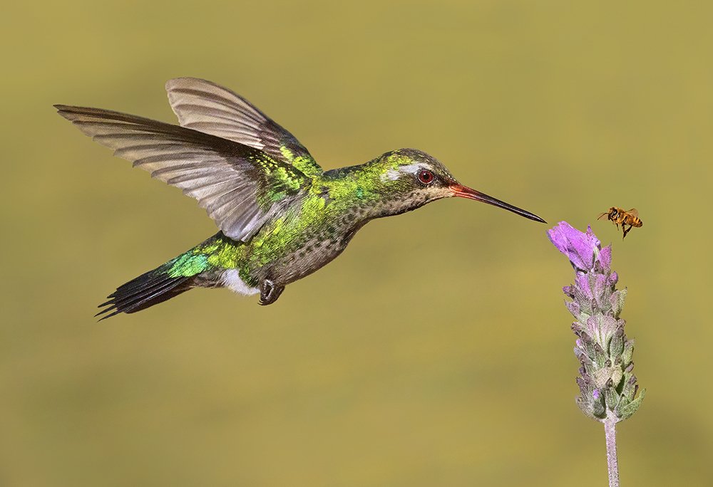 Hummingbird and worker bee