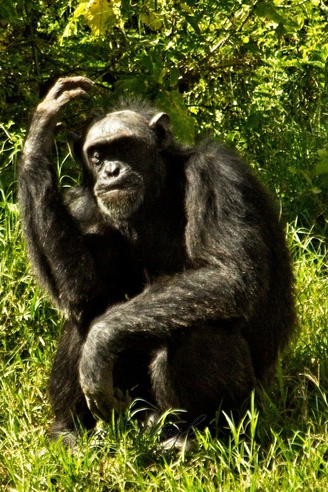 Photograph by Anant Wagle