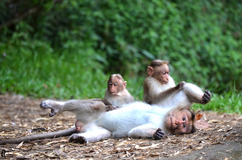 Photograph by R.RAGHUL