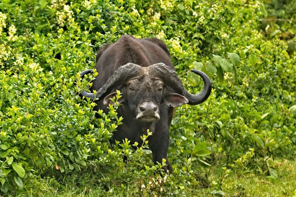 Photograph by Anant Wagle